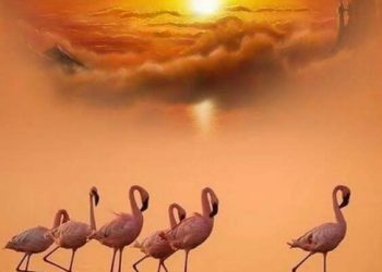 A legrózsaszínebb flamingók a legagresszívabbak is egyben