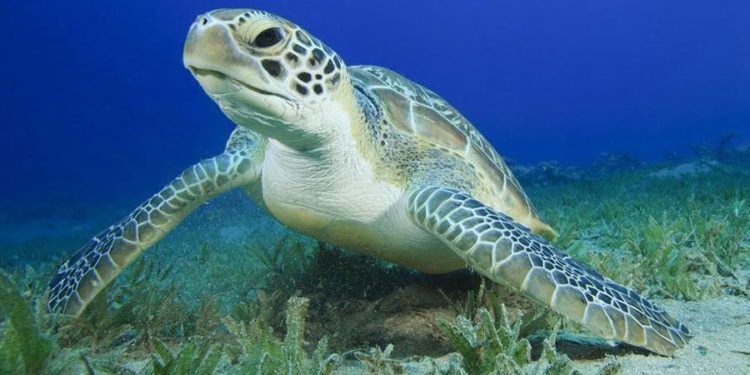 A korábban becsültnél sokkal több levesteknős él az ausztrál Raine-szigeten