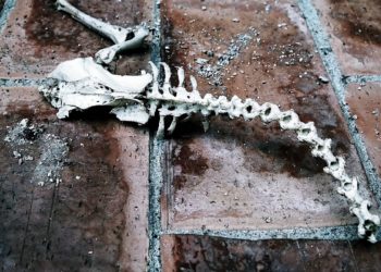 Macskát süt az utca közepén