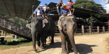 Videóra vették állatvédők, hogyan törik be a szórakoztatásra szánt elefántokat Thaiföldön