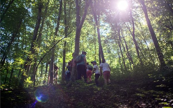 A Nyugat-Mecsekben az erdő rejtett kincseit bemutató tanösvény nyílt
