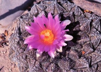 Az amerikai-mexikói határon Sziklakatuszcsempész-hálózatot göngyölítettek fel