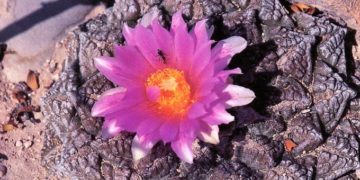 Az amerikai-mexikói határon Sziklakatuszcsempész-hálózatot göngyölítettek fel