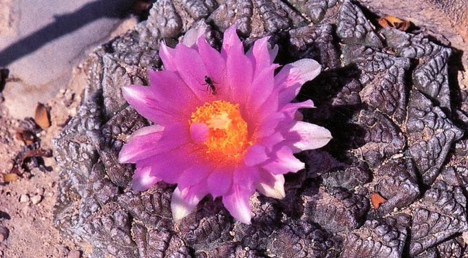 Az amerikai-mexikói határon Sziklakatuszcsempész-hálózatot göngyölítettek fel