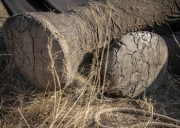 Botswanában rejtélyes elefántpusztulás okát vizsgálják