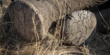 Botswanában rejtélyes elefántpusztulás okát vizsgálják