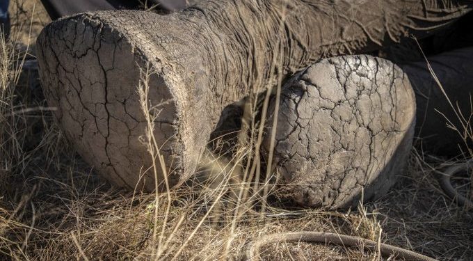 Botswanában rejtélyes elefántpusztulás okát vizsgálják