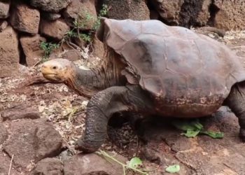Diego, a faját megmentő galápagosi óriásteknős nyugdíjba vonul
