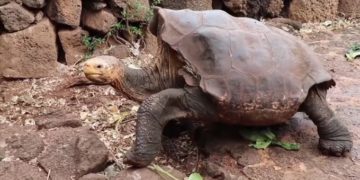 Diego, a faját megmentő galápagosi óriásteknős nyugdíjba vonul