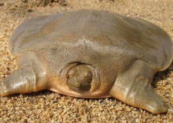 Kambodzsában újabb száz ritka teknősfiókát engedtek a vadonba