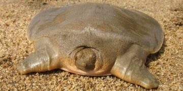 Kambodzsában újabb száz ritka teknősfiókát engedtek a vadonba