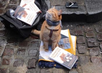 Bob a világ leghíresebb kóbor macskája elpusztult