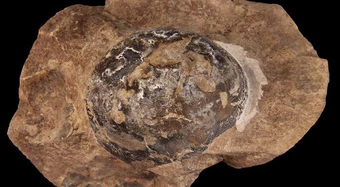 A világ második legnagyobb, az Antarktiszon talált tojás tengeri gyíké lehetett