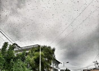 Nepálban bömbölő metállal próbálhatják elűzni a sáskákat