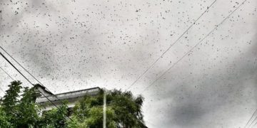 Nepálban bömbölő metállal próbálhatják elűzni a sáskákat