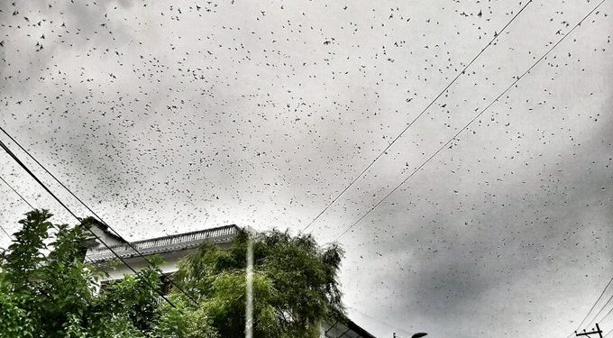 Nepálban bömbölő metállal próbálhatják elűzni a sáskákat