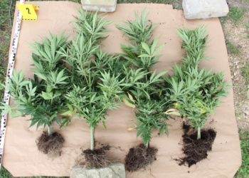 Kábítószert termesztett otthonában (videó)