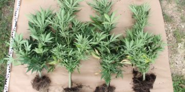 Kábítószert termesztett otthonában (videó)