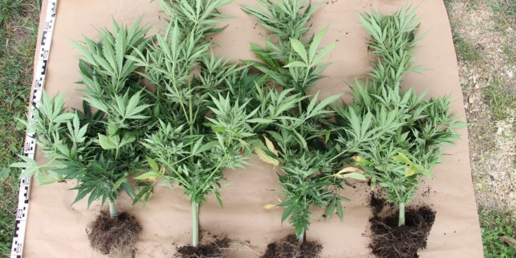 Kábítószert termesztett otthonában (videó)