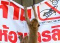 Thaiföldön az emberekre támadó makákók tömeges sterilizálásába kezdtek