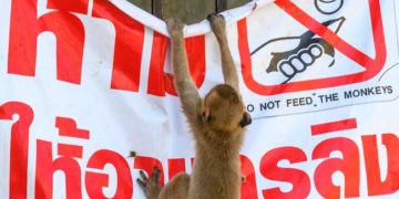 Thaiföldön az emberekre támadó makákók tömeges sterilizálásába kezdtek