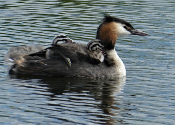 Idén is arra kéri az embereket az MME, hogy ne etessék a vízimadarakat