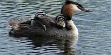 Idén is arra kéri az embereket az MME, hogy ne etessék a vízimadarakat