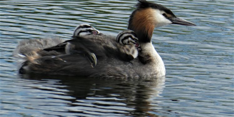 Idén is arra kéri az embereket az MME, hogy ne etessék a vízimadarakat