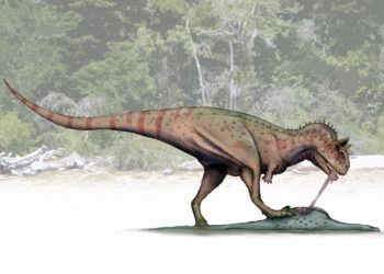 Húsevő dinoszaurusz új faját fedezték fel Argentínában