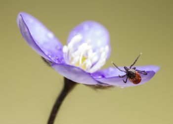 A kullancsveszély városi parkokat is érinti