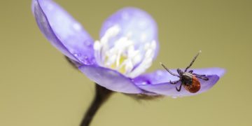 A kullancsveszély városi parkokat is érinti