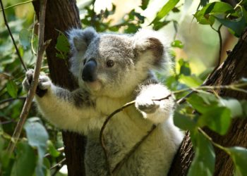 Az ausztráliai Új-Dél-Wales államban kihalhatnak a koalák 2050-re