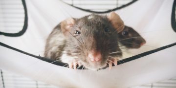 Rat hanging around