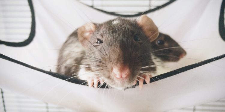 Rat hanging around