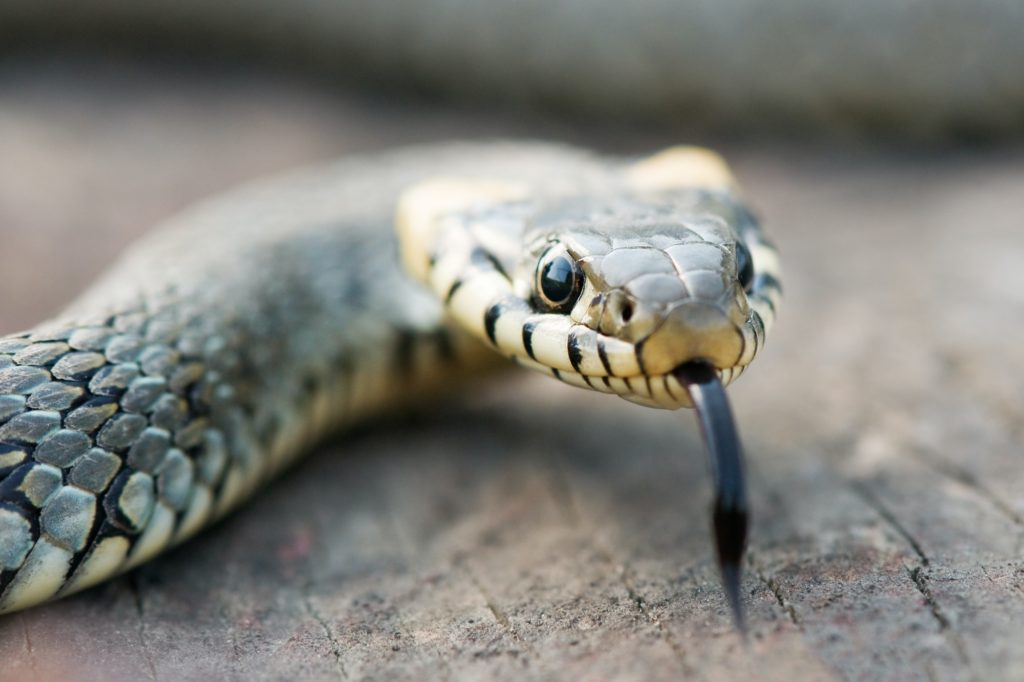 snake