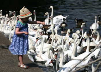 Ne etessük a vízimadarakat
