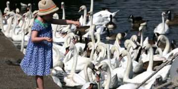 Ne etessük a vízimadarakat