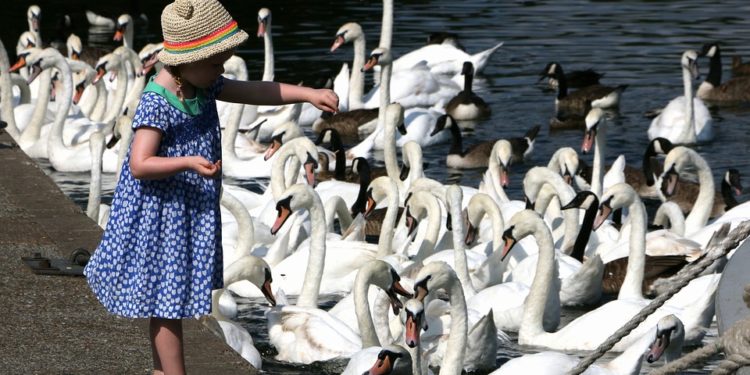 Ne etessük a vízimadarakat