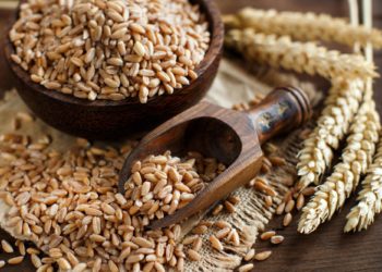 Uncooked whole spelt grain in a bowl with spelt ears