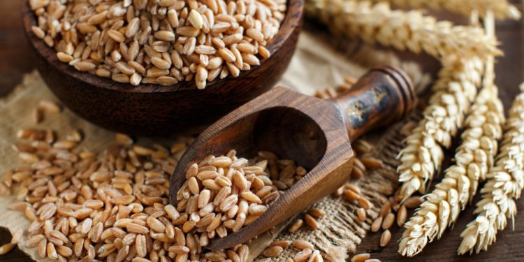 Uncooked whole spelt grain in a bowl with spelt ears