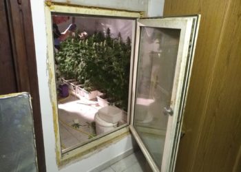 Marihuána-ültetvényt számolt fel a rendőrség Sopronba (videó)