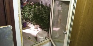 Marihuána-ültetvényt számolt fel a rendőrség Sopronba (videó)