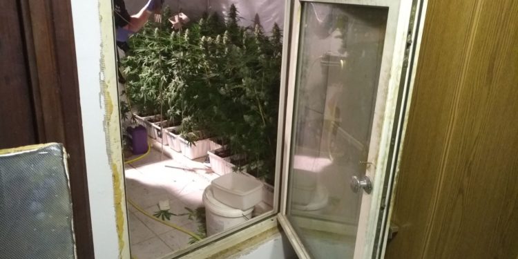 Marihuána-ültetvényt számolt fel a rendőrség Sopronba (videó)