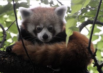 Fővárosi Állat- és Növénykert – Megnyílt a Lepkekert és új kis panda érkezett