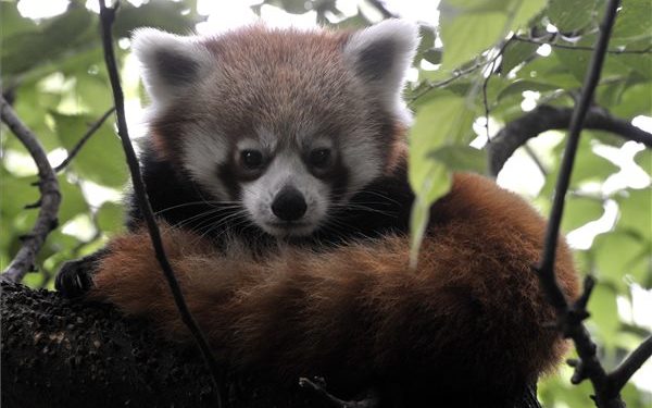 Fővárosi Állat- és Növénykert – Megnyílt a Lepkekert és új kis panda érkezett