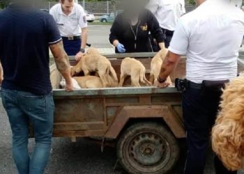 Bekötött zsákokban vitt kutyakölyköket és egy kecskét utánfutóval (videó)