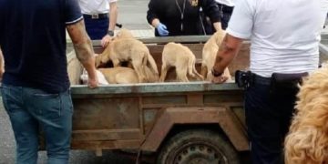 Bekötött zsákokban vitt kutyakölyköket és egy kecskét utánfutóval (videó)