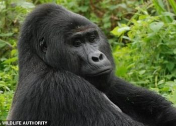 Nagyon szigorú börtönt kapott az az ugandai orvvadász, aki az ország leghíresebb gorilláját lelőtte