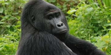 Nagyon szigorú börtönt kapott az az ugandai orvvadász, aki az ország leghíresebb gorilláját lelőtte