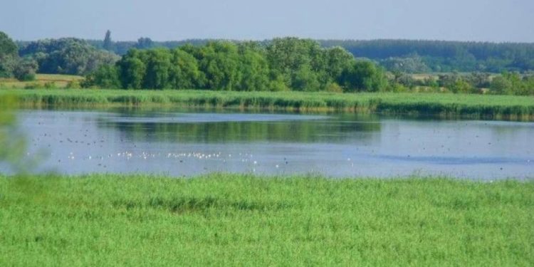 Péteri-tó eredeti mederalakulata visszaállításra kerül